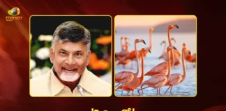 CM Chandrababu to Attend Flamingo Festival Closing Ceremony at Pulicat Lake on Jan 12