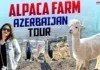 Surprising facts from the Azerbaijan Alpaca Farm