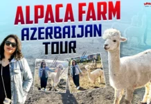 Surprising facts from the Azerbaijan Alpaca Farm