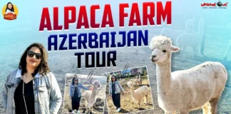 Surprising facts from the Azerbaijan Alpaca Farm
