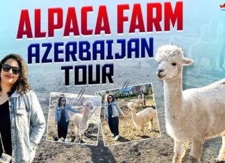 Surprising facts from the Azerbaijan Alpaca Farm