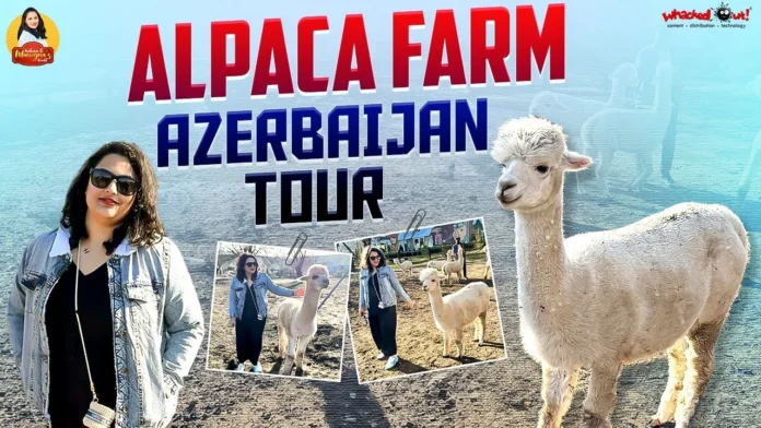 Surprising facts from the Azerbaijan Alpaca Farm