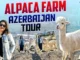 Surprising facts from the Azerbaijan Alpaca Farm