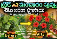 Want More Hibiscus Flowers Follow These Essential Gardening Tips