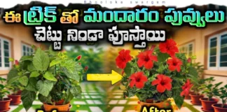 Want More Hibiscus Flowers Follow These Essential Gardening Tips