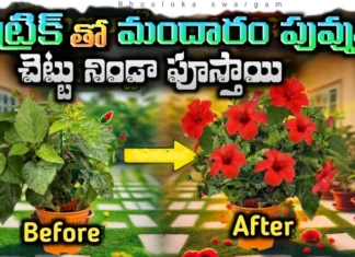 Want More Hibiscus Flowers Follow These Essential Gardening Tips