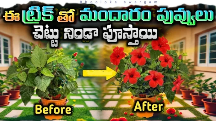 Want More Hibiscus Flowers Follow These Essential Gardening Tips