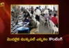తెలంగాణ మున్సిపల్ ఎన్నికలు: ప్రారంభమైన కౌంటింగ్. మరికొన్ని గంటల్లో ఫలితాలు Telangana Municipal Election Results 2026 Counting Underway Across 136 Centers