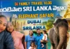 Elephant Safari in Sri Lanka by Midusha Vlogs