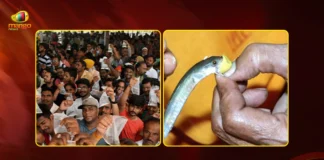 Hyderabad Fish Prasadam Distribution To Begin on June 8 at NampallyExhibition Grounds